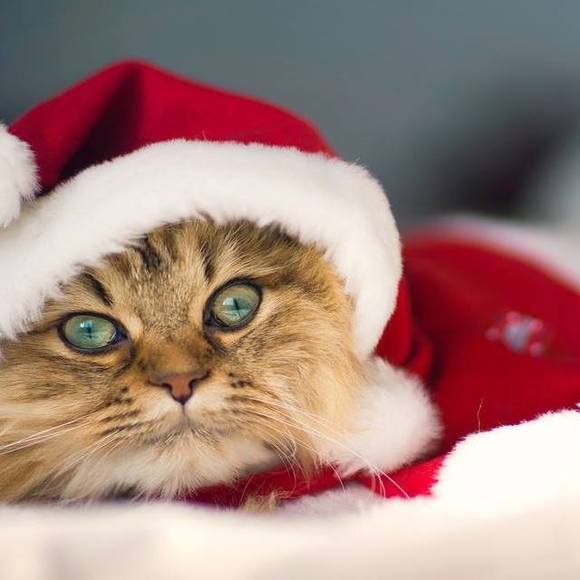 Meet your Posher, Gisele - Picture 1 of 1